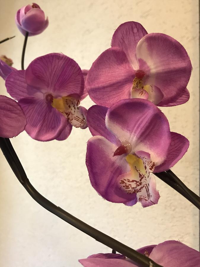 Chata Rosa Malenovice  Exteriér fotografie